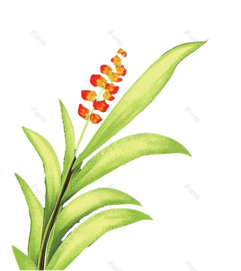 叶子图片,花朵元素,鲜花PNG,花朵素材免抠素材